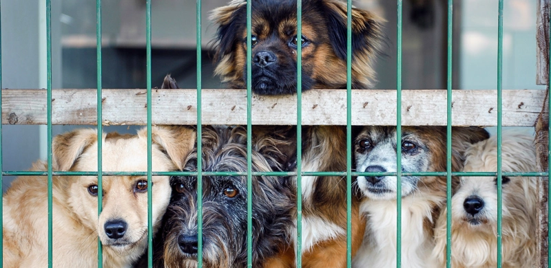 Les refuges, une seconde chance aux animaux abandonnés
